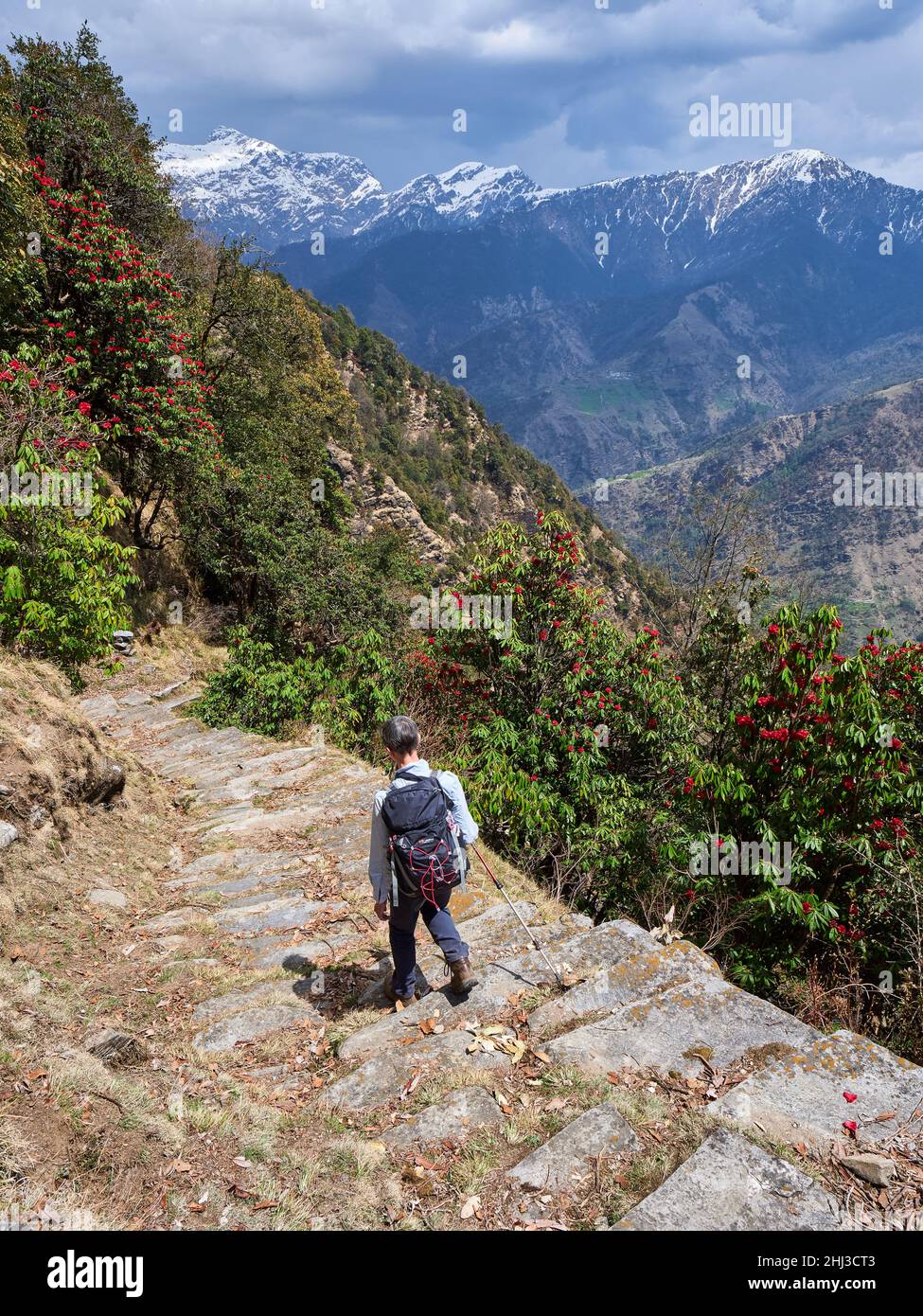 Walker discende ripidi sentieri di montagna attraverso i rododendri di albero sopra la valle di Saryu nell'Himalaya di Uttarakhand l'India del nord Foto Stock