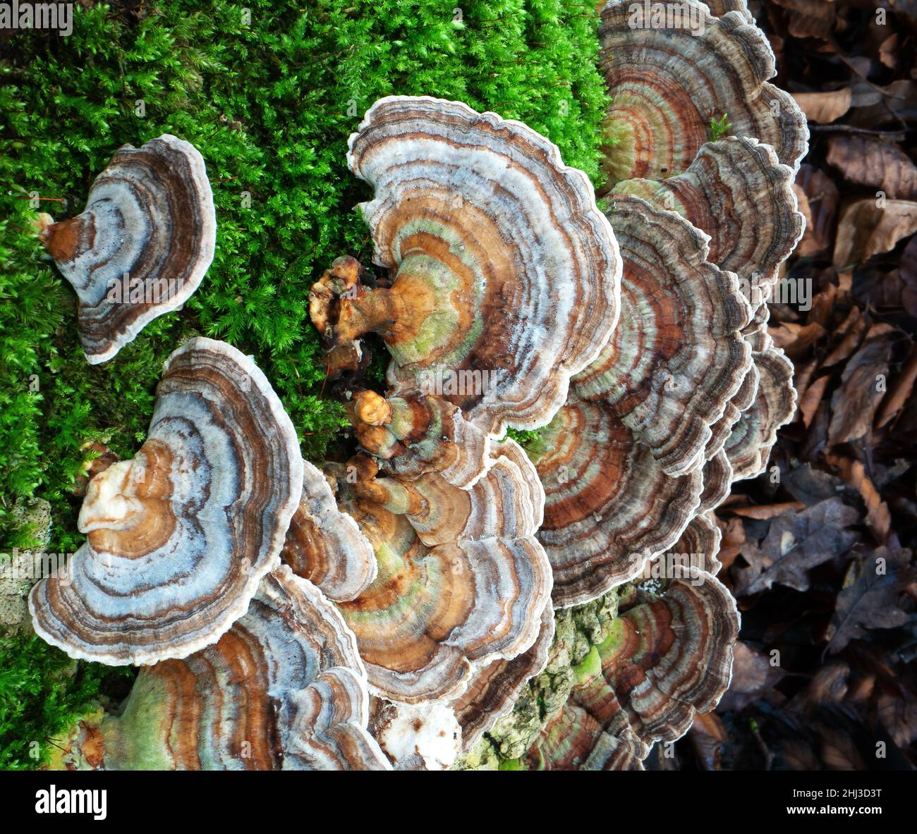 Tacchino Tails Trametes versicolor un piccolo fungo della staffa che cresce su un albero caduto in un bosco Somerset Regno Unito Foto Stock