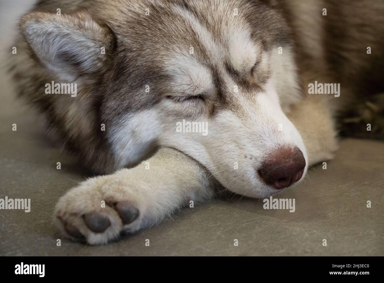 grigio, bianco e marrone con occhi chiusi dorme sul ritratto del marciapiedi di siberiano. il cane sembra lupo Foto Stock