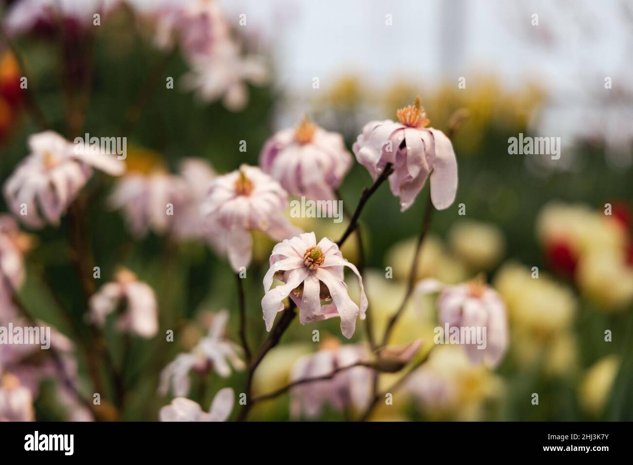 primo piano fioritura magnolia stellata cespuglio rosa Foto Stock