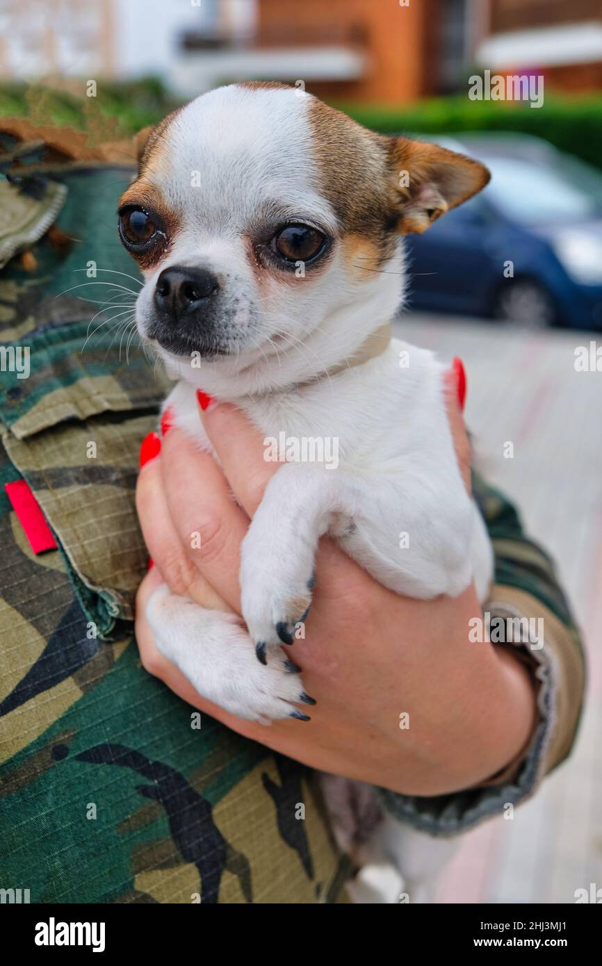 Piccolo cane Chihuahua nelle mani di una donna Foto Stock