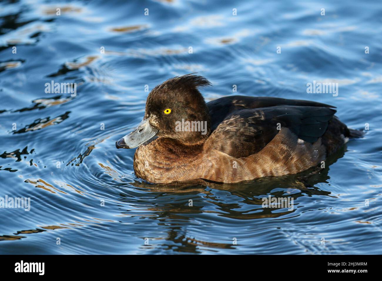 Femmina Tufted Duck, Regno Unito Foto Stock