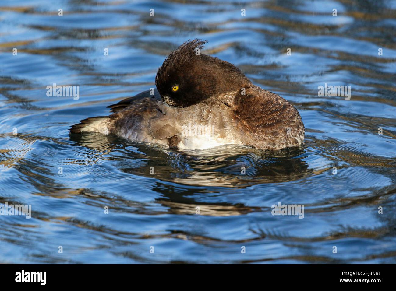 Femmina Tufted Duck, Regno Unito Foto Stock