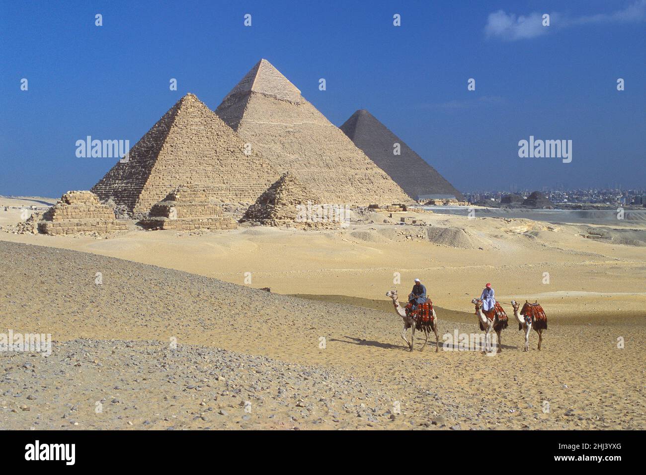 Cammelli di fronte alle grandi Piramidi di Giza, Giza, Egitto Foto Stock