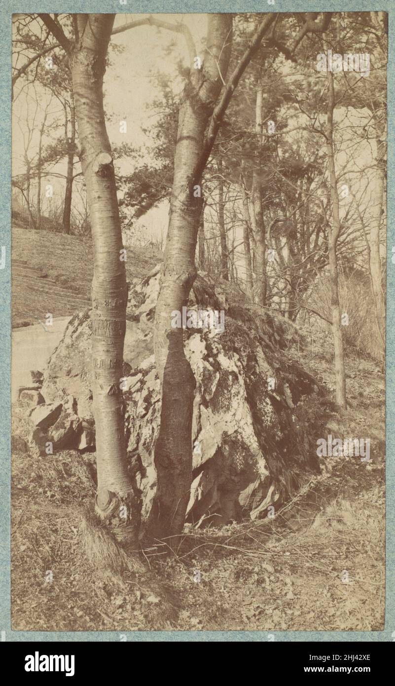 [Tree Study] 1880s–90s Sconosciuto. [Studio albero] 269560 Foto Stock