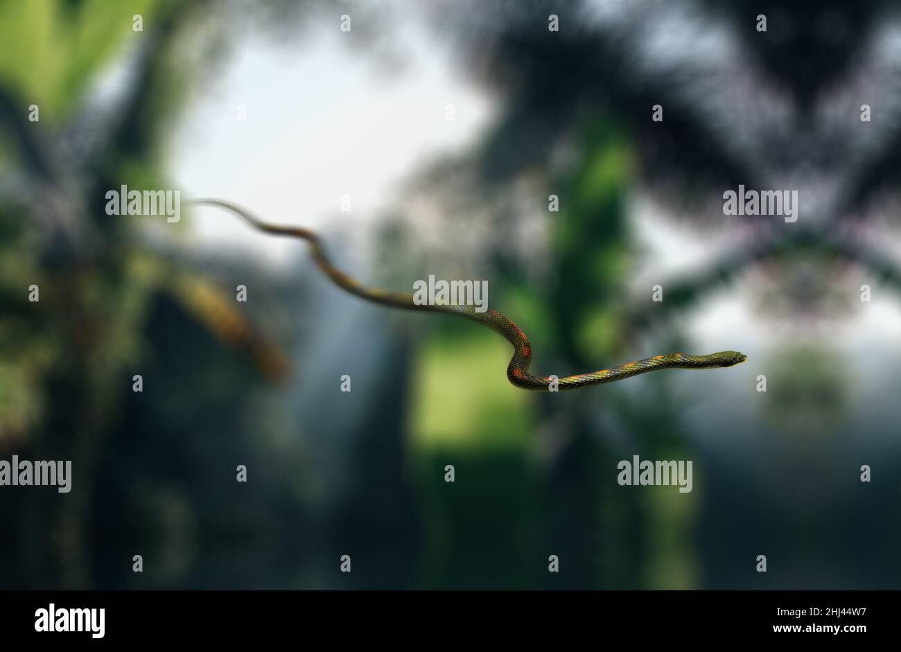 Serpente volante, Chrysopelea in aria tendono a scivolare cadere. Foto Stock
