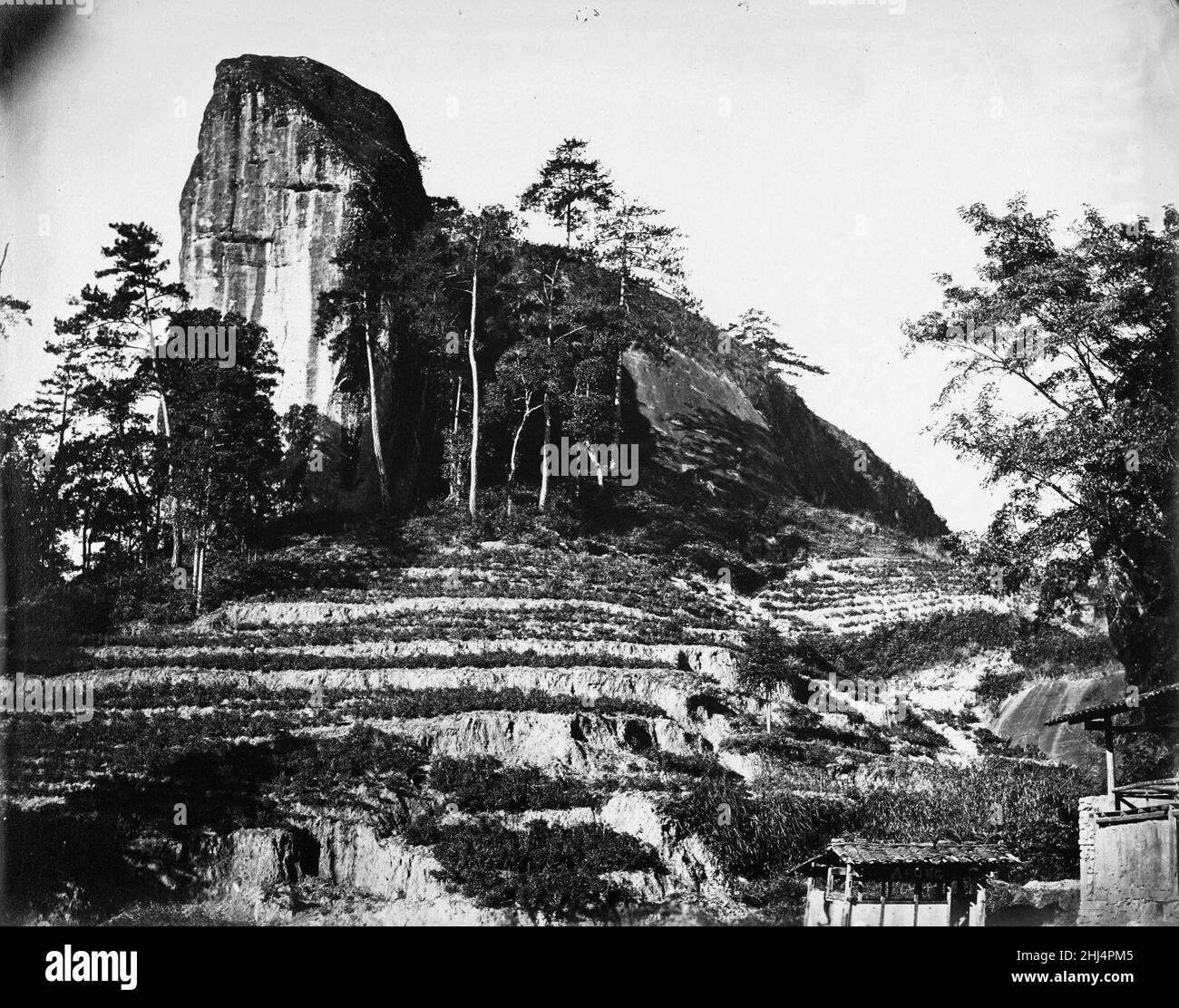 Testa a Cavallo di pietra con filari da tè vicino a Sing Chang. Foto Stock