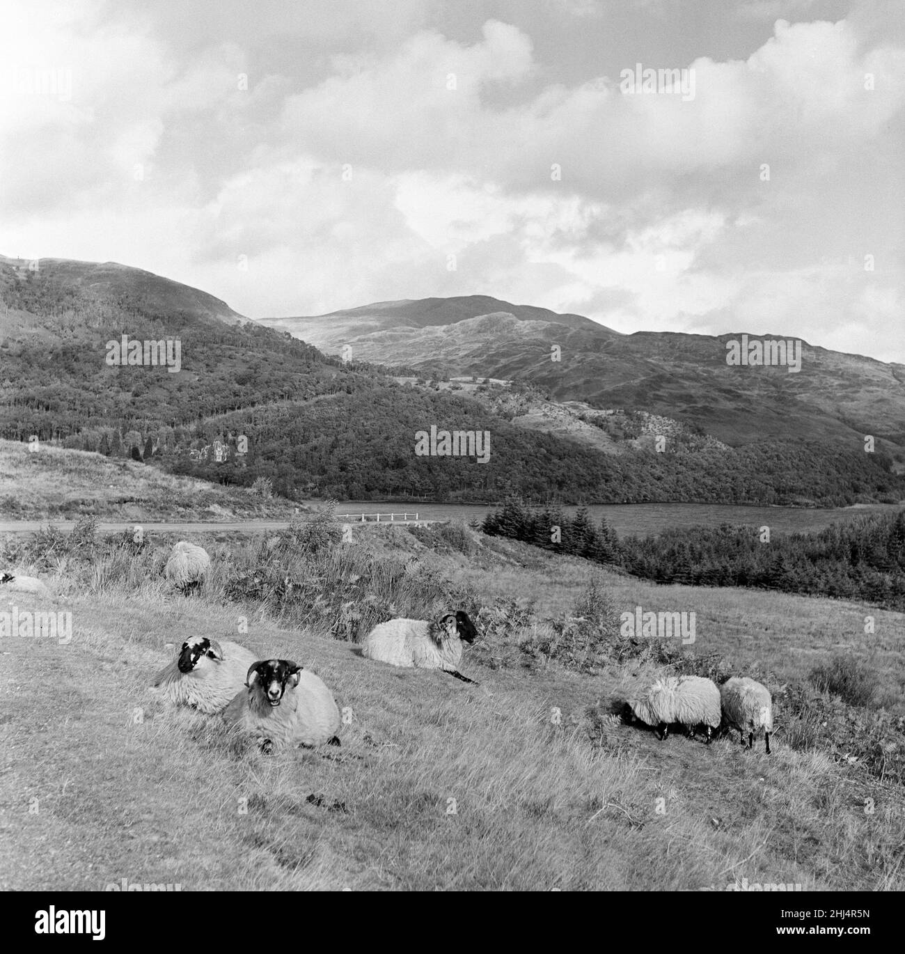 Le pecore riposano al sole autunnale, ma nuvole, pioggia e persino neve si librano sui Trossachs, rafforzando la dignità di ben Ledi. Loch Venachar, Perthshire, può essere visto dietro le ringhiere bianche. 7th novembre 1956. Foto Stock
