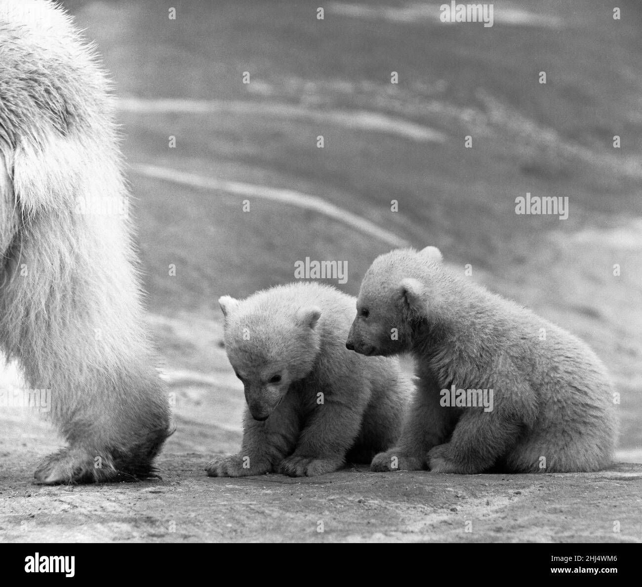 Un orsetto materno per gli orsi Foto e Immagini Stock in Bianco e Nero - Alamy