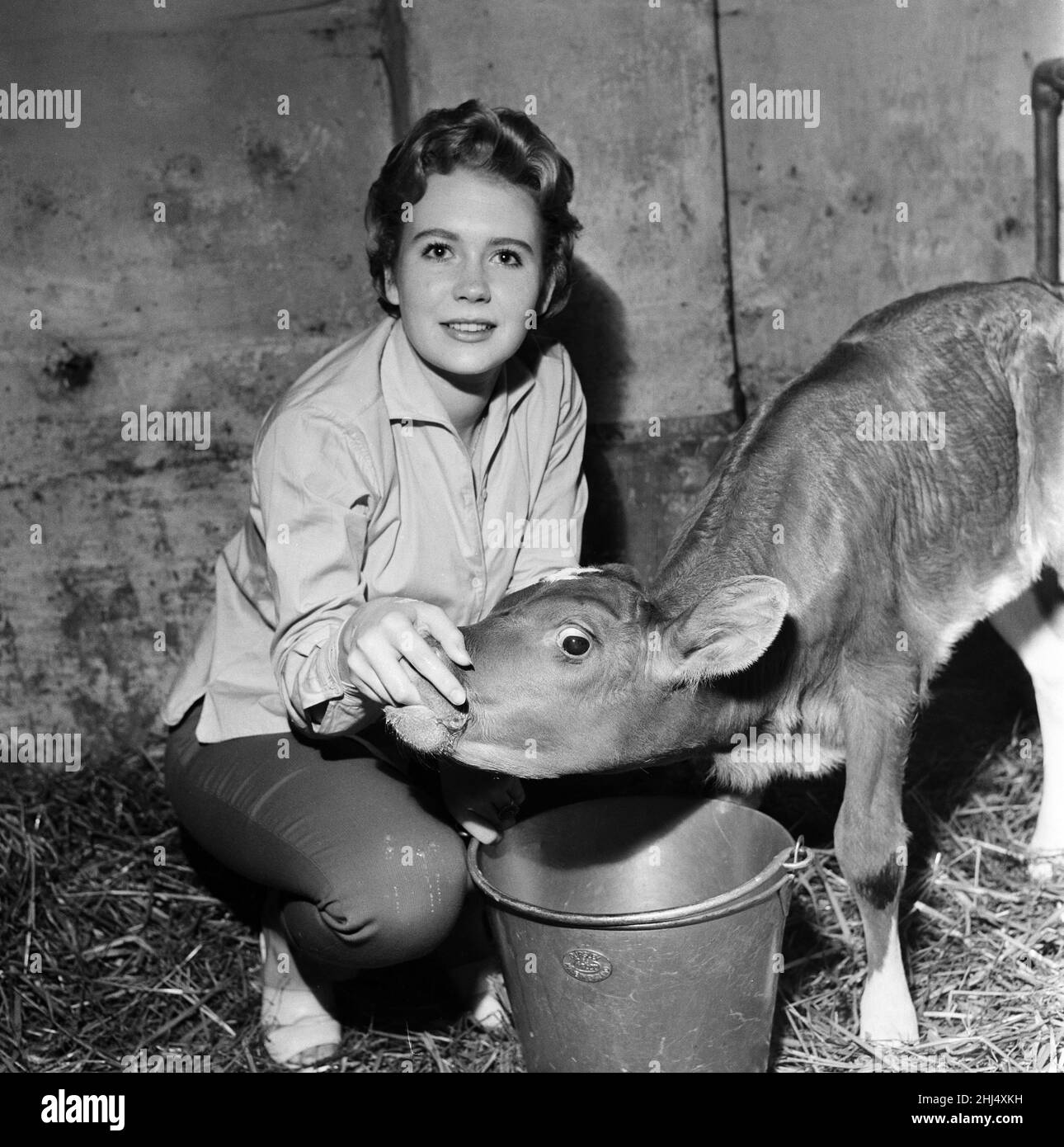 L'attrice Juliet Mills è stata allevata nella fattoria dei padri sul confine tra Kent e Sussex. Ama aiutare con la mungitura e l'alimentazione dei giovani vitelli. 29th agosto 1958. Foto Stock