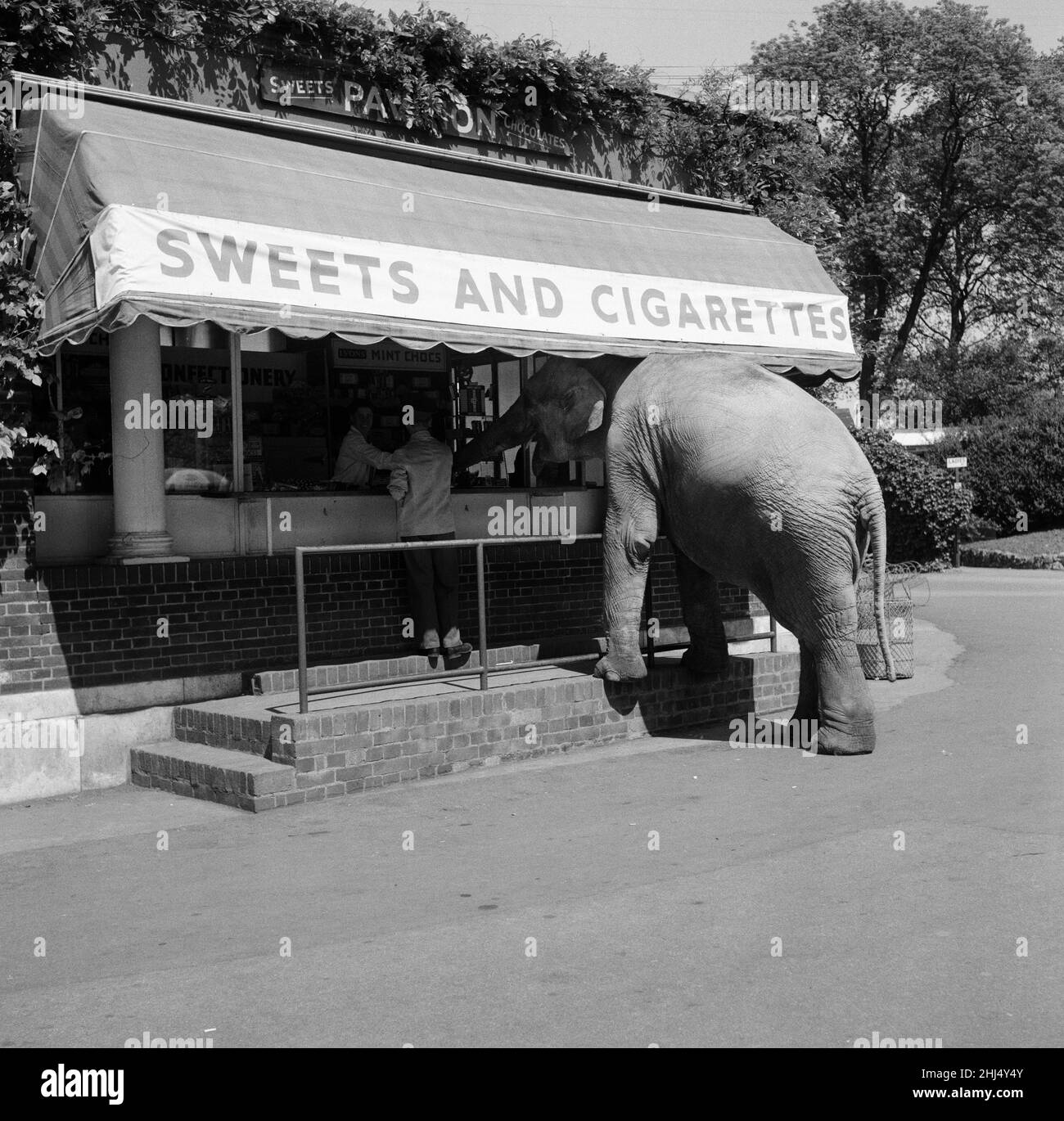 Dumbo, l'elefante di otto anni dello zoo di Londra, ogni mattina, si esercita con il suo custode e ha sviluppato l'abitudine di andare in giro per le bancarelle dolci e di sigarette ogni volta che il suo custode si ferma lì vicino. 27th maggio 1956. Foto Stock