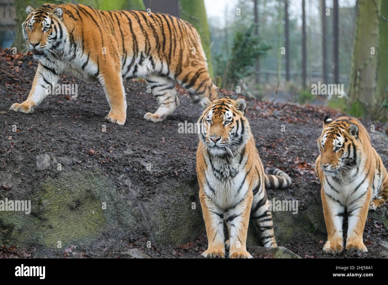Brugelette. 26th Jan 2022. Foto scattata il 26 gennaio 2022 mostra tre tigri siberiane allo zoo Pairi Daiza di Brugelette, in Belgio. Il prossimo anno lunare cinese, l'anno della Tigre, cade il 1 febbraio di quest'anno. Credit: Zhang Cheng/Xinhua/Alamy Live News Foto Stock
