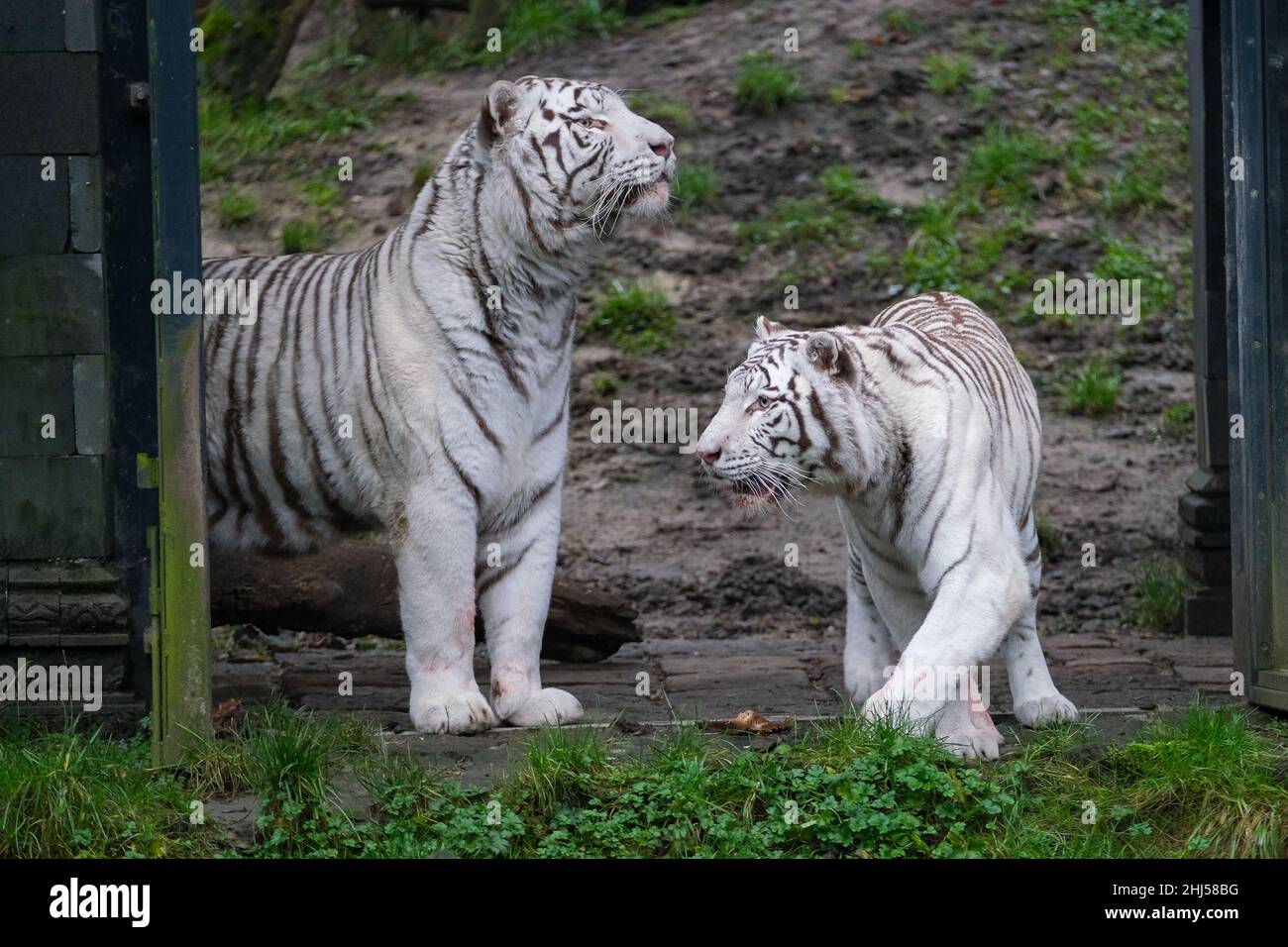 Brugelette. 26th Jan 2022. Foto scattata il 26 gennaio 2022 mostra due tigri bianche del Bengala allo zoo Pairi Daiza di Brugelette, in Belgio. Il prossimo anno lunare cinese, l'anno della Tigre, cade il 1 febbraio di quest'anno. Credit: Zhang Cheng/Xinhua/Alamy Live News Foto Stock