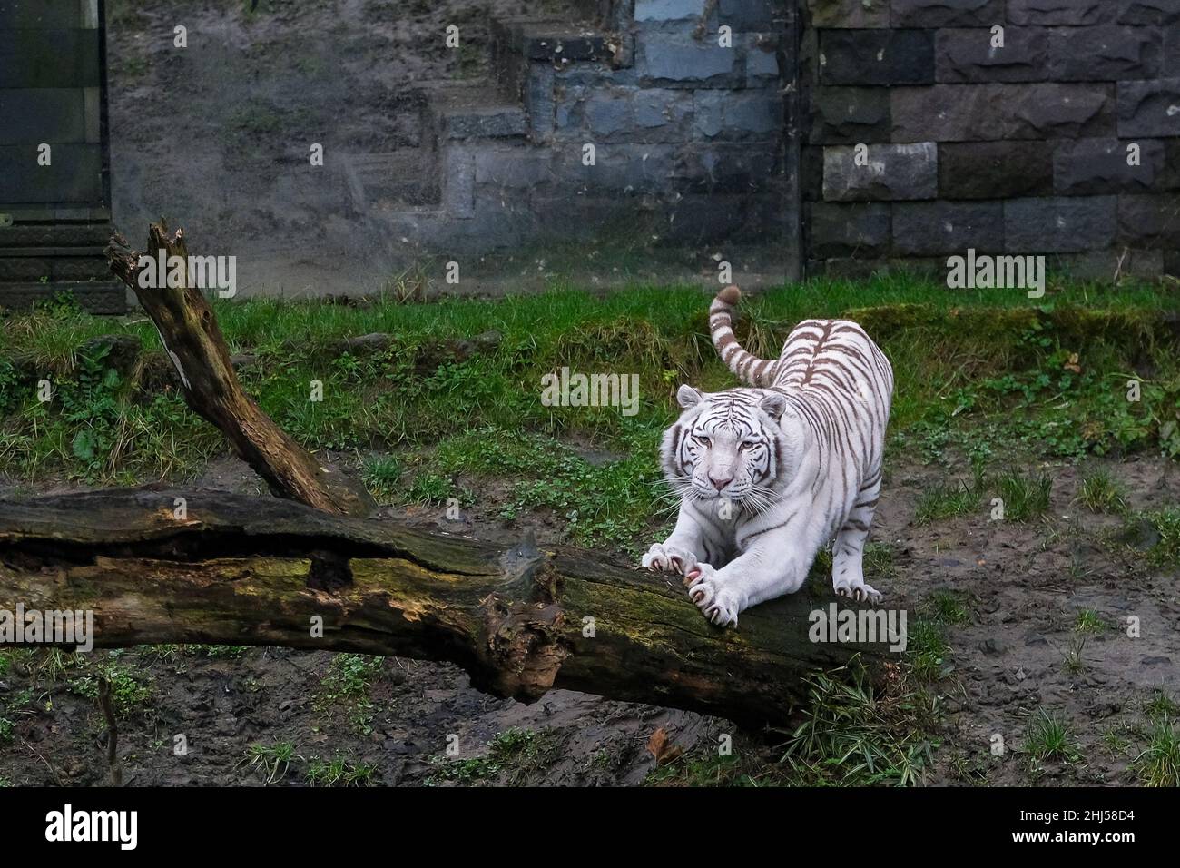 Brugelette. 26th Jan 2022. Foto scattata il 26 gennaio 2022 mostra una tigre bengala bianca allo zoo Pairi Daiza di Brugelette, in Belgio. Il prossimo anno lunare cinese, l'anno della Tigre, cade il 1 febbraio di quest'anno. Credit: Zhang Cheng/Xinhua/Alamy Live News Foto Stock