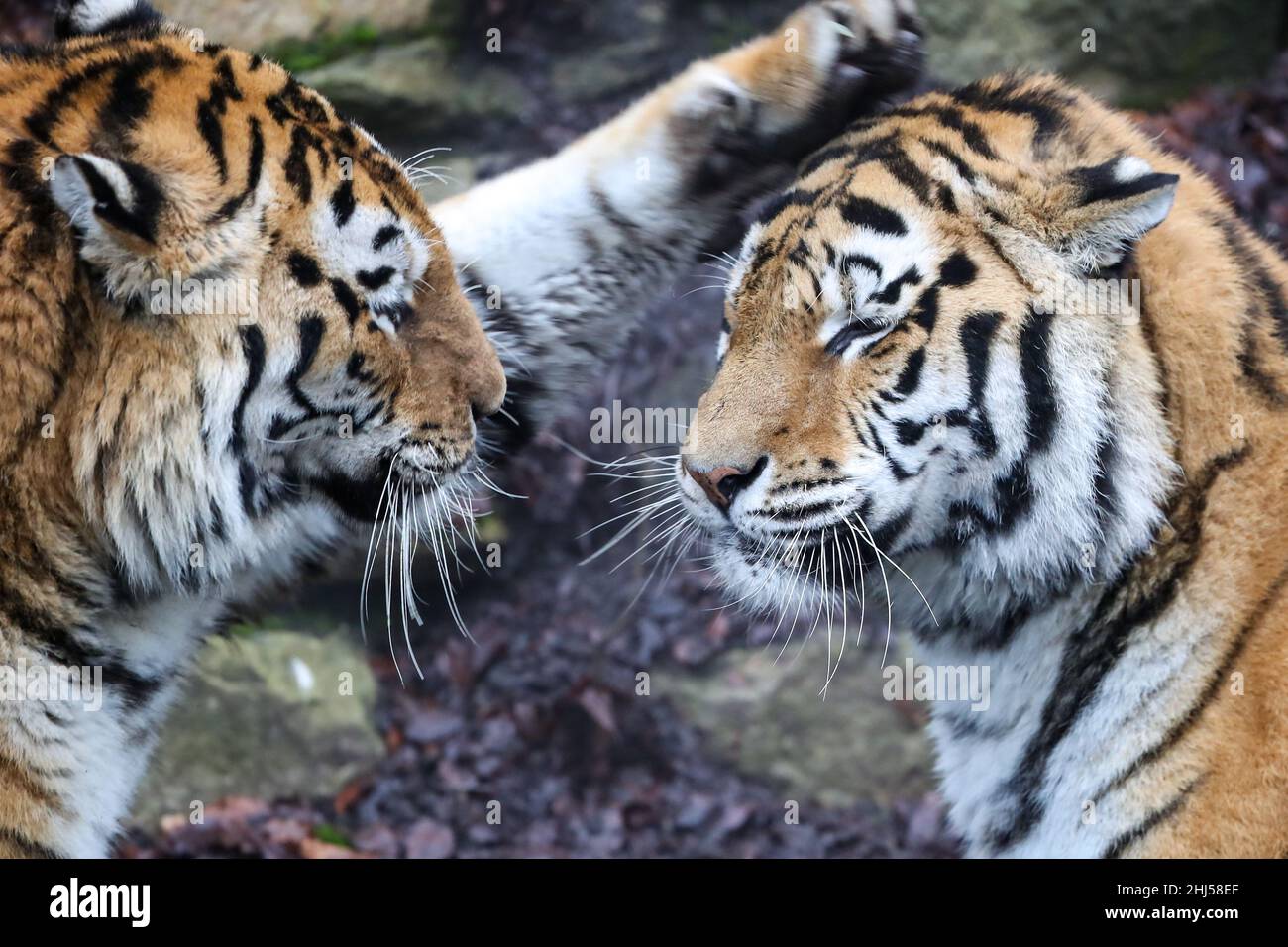 Brugelette. 26th Jan 2022. Foto scattata il 26 gennaio 2022 mostra due tigri siberiane che suonano allo zoo Pairi Daiza di Brugelette, in Belgio. Il prossimo anno lunare cinese, l'anno della Tigre, cade il 1 febbraio di quest'anno. Credit: Zhang Cheng/Xinhua/Alamy Live News Foto Stock