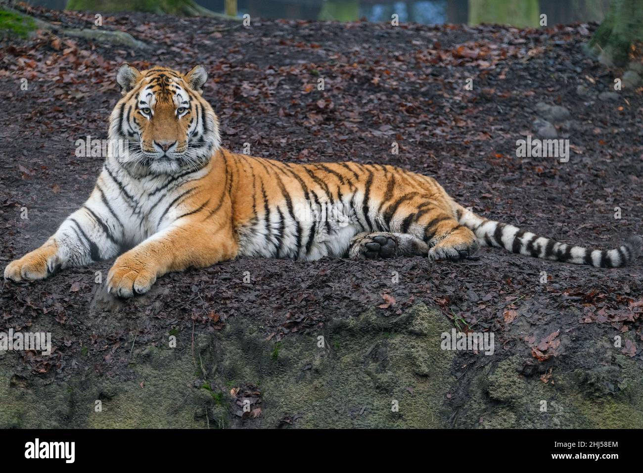 Brugelette. 26th Jan 2022. Foto scattata il 26 gennaio 2022 mostra una tigre siberiana allo zoo Pairi Daiza di Brugelette, in Belgio. Il prossimo anno lunare cinese, l'anno della Tigre, cade il 1 febbraio di quest'anno. Credit: Zhang Cheng/Xinhua/Alamy Live News Foto Stock