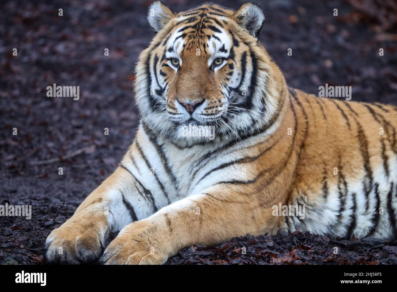 Brugelette. 26th Jan 2022. Foto scattata il 26 gennaio 2022 mostra una tigre siberiana allo zoo Pairi Daiza di Brugelette, in Belgio. Il prossimo anno lunare cinese, l'anno della Tigre, cade il 1 febbraio di quest'anno. Credit: Zhang Cheng/Xinhua/Alamy Live News Foto Stock