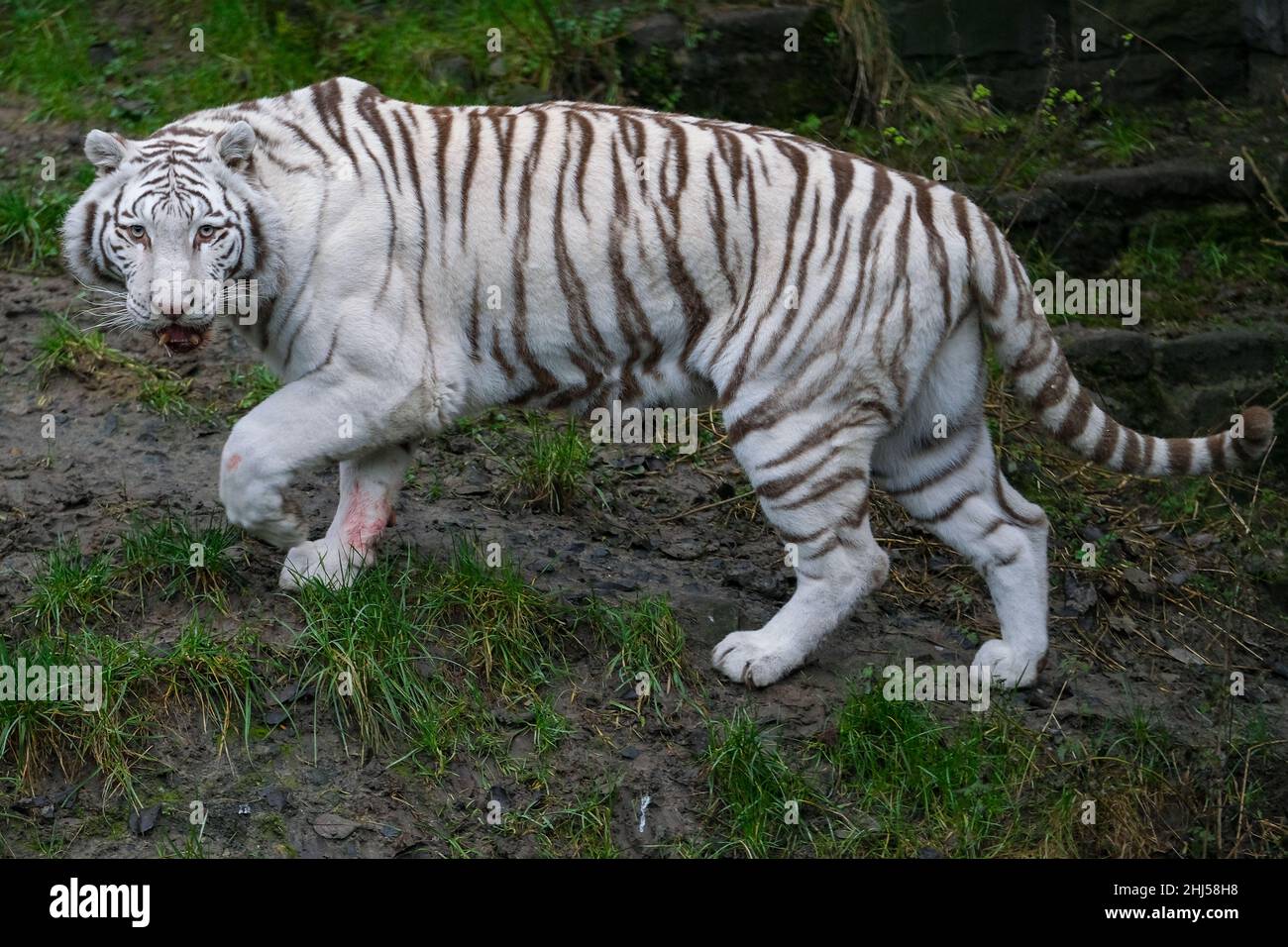 Brugelette. 26th Jan 2022. Foto scattata il 26 gennaio 2022 mostra una tigre bengala bianca allo zoo Pairi Daiza di Brugelette, in Belgio. Il prossimo anno lunare cinese, l'anno della Tigre, cade il 1 febbraio di quest'anno. Credit: Zhang Cheng/Xinhua/Alamy Live News Foto Stock