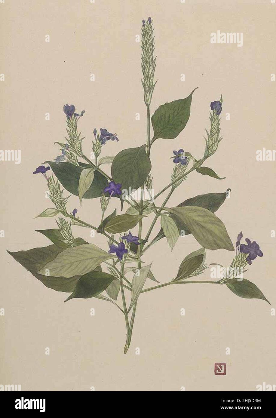 Strobilanthes albero dyeriana. Foto Stock