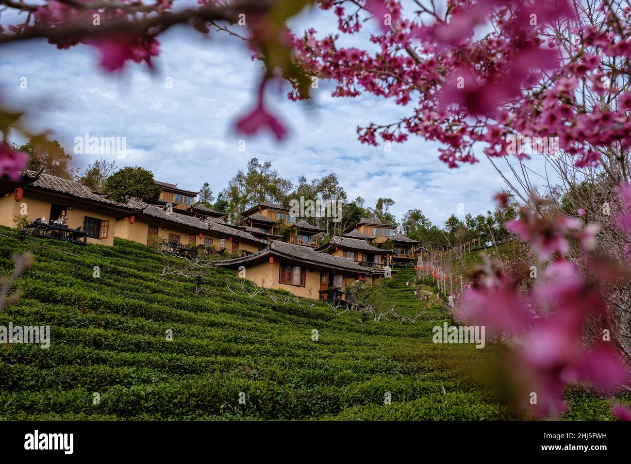 Alba al vino Lee Rak Thai, insediamento cinese, Mae Hong Son, Thailandia, bellissimo paesaggio durante l'alba al villaggio cinese tra Tea Plantation a Ban Rak Thai, Mae Hong Son in Thailandia. Foto Stock