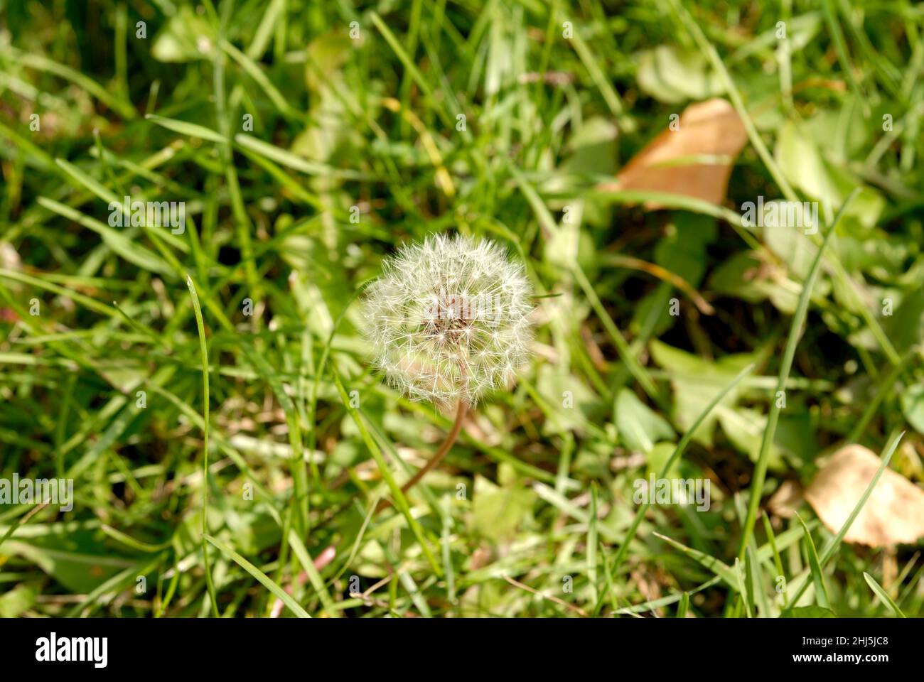Simeone un paracadute nella forma di un anthodium di tarassaco su uno sfondo di erba verde Foto Stock