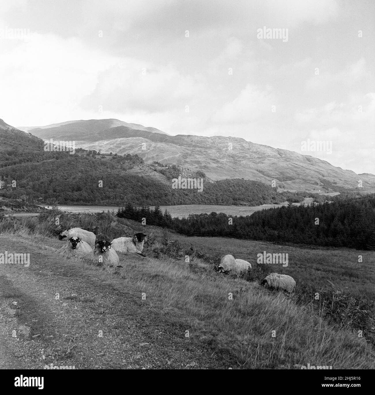 Le pecore riposano al sole autunnale, ma nuvole, pioggia e persino neve si librano sui Trossachs, rafforzando la dignità di ben Ledi. Loch Venachar, Perthshire, può essere visto dietro le ringhiere bianche. 7th novembre 1956. Foto Stock