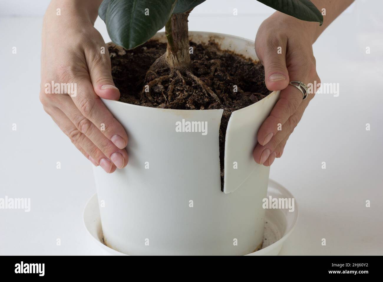Le mani della donna che tengono il vaso di plastica rotto con il fiore a causa della radice grande e della necessità di repot su sfondo bianco Foto Stock