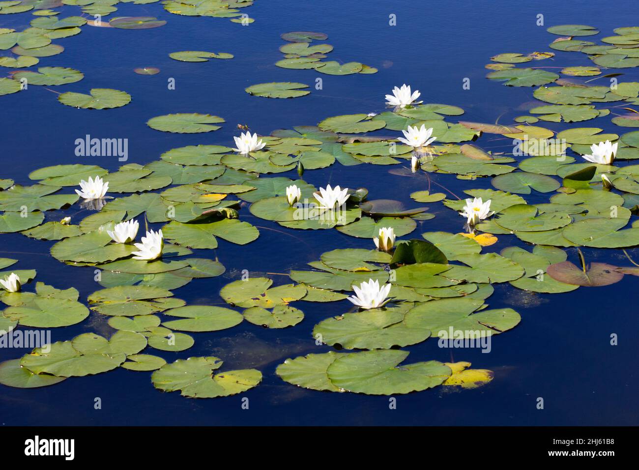 Water Lilies in tutto il lago in estate park Foto Stock