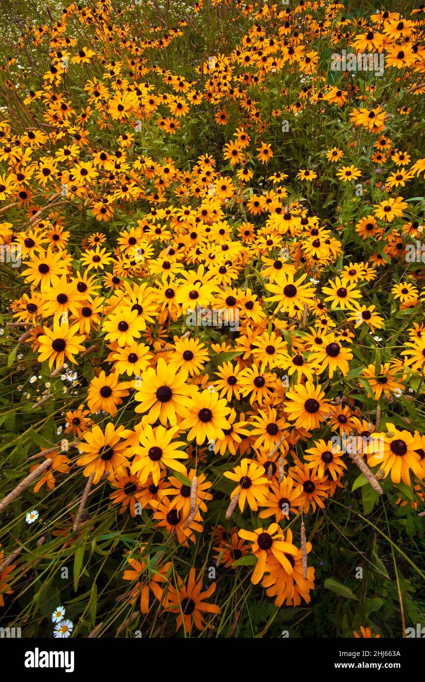 Il Susan dall'occhio nero è un anno selvaggio in Nord America che è stato coltivato in parecchie varietà come fiore del giardino Foto Stock