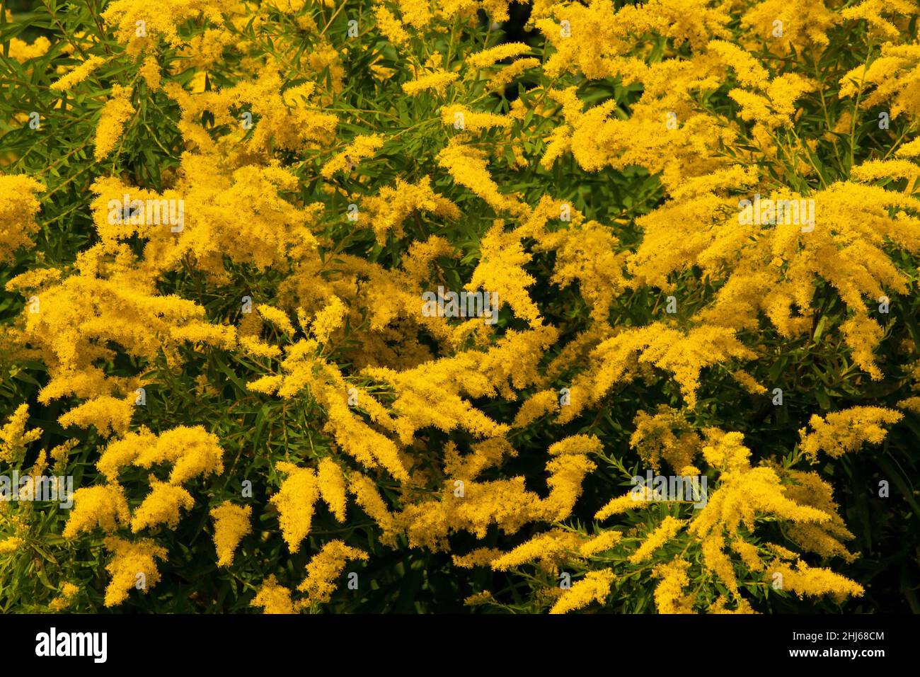 La fine o la fioritura del goldenrod gigante in fine estate ed inizio autunno attraverso l'America del Nord. E' un'importante fonte di cibo per la migrazione autunnale Monarch ma Foto Stock