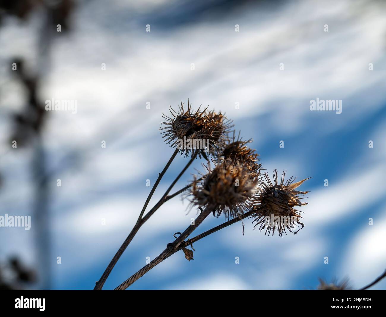 il burdock si spende sui cespugli in una giornata limpida, in inverno Foto Stock