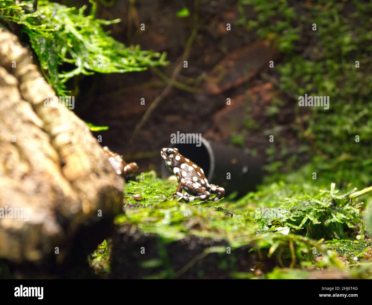 Primo piano di una nebbia di veleno bianco punteggiato marrone Foto Stock