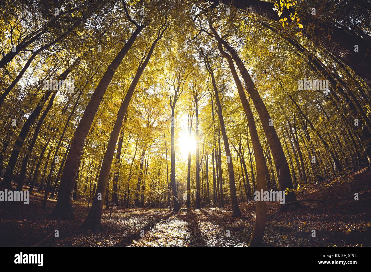 Herbstlicher Naturwald a Scharbeutz, Schleswig-Holstein, Germania, Europa Foto Stock