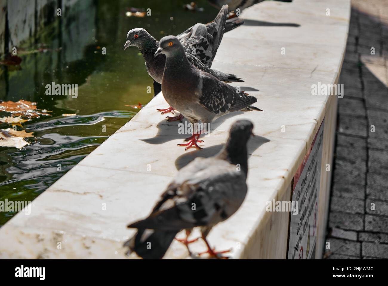 Foto a fuoco selettivo di uccelli, gruppi di piccione, acuti occhi di colomba che atterrano su pietra di marmo. Foto Stock