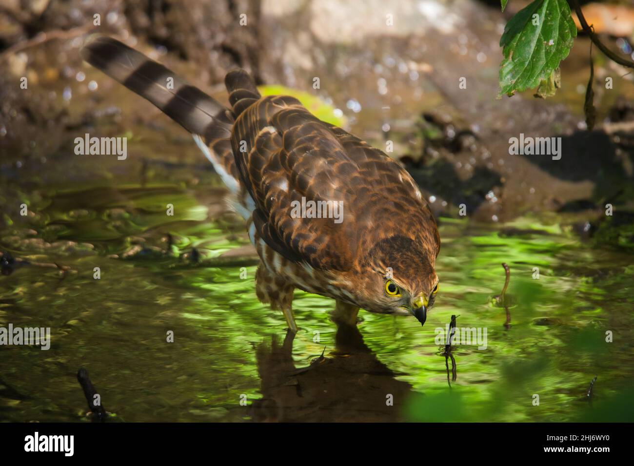 Besra, uccello della preda, raptor, Accipiter virgatus, Uttarakhand, India Foto Stock