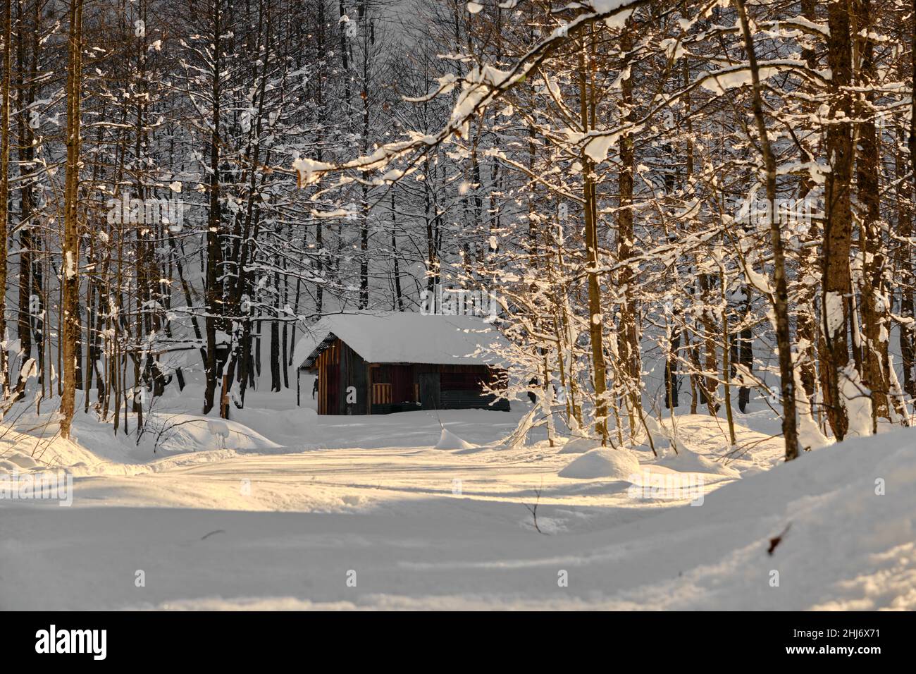 Casa singola villaggio, coperta di neve nella stagione invernale, luci di sole da alberi secchi. Foto Stock