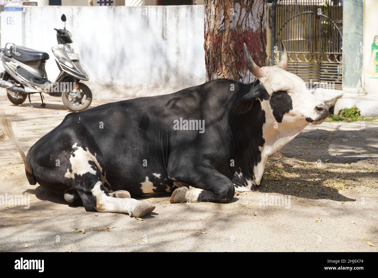 Maturo, adulto nero e bianco vacca con corna, cute morbido aspetto, naso rosa, colpo di una vacca nera e bianca di fronte ad un albero, faccia amichevole - Goa Indi Foto Stock