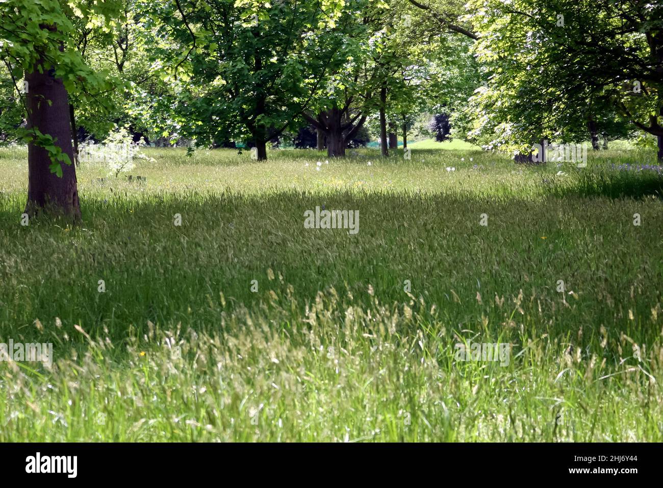 Una glata boschiva , presso i Giardini Botanici reali, Kew Foto Stock