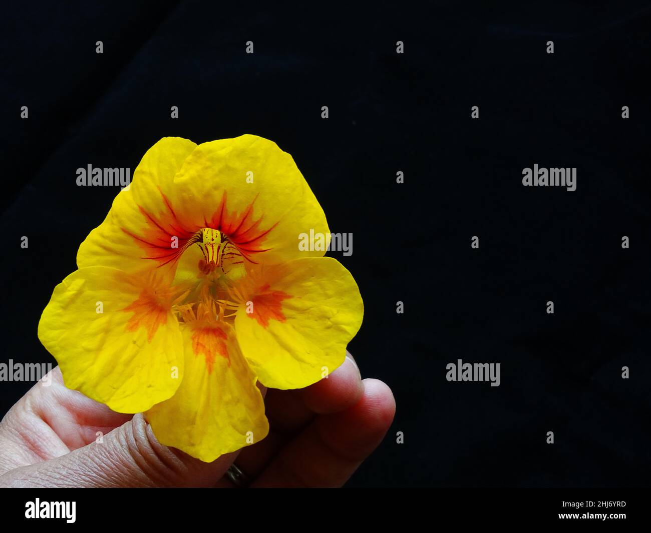 Un fiore giallo e arancione del nasturzio (Tropaeolum majus), in mano di una donna, con sfondo nero , con colori arancio, giallo, nero e re Foto Stock