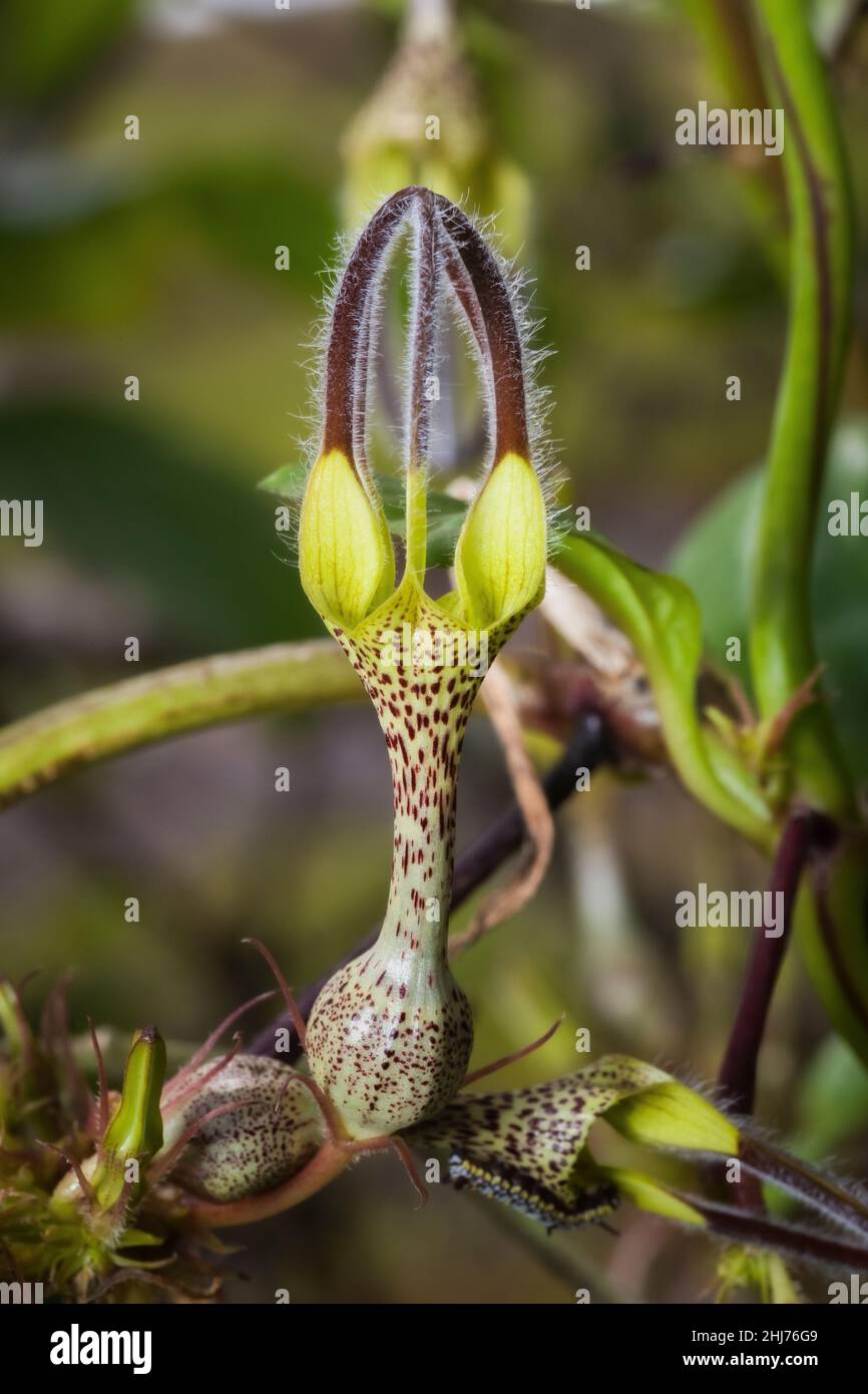 Ceropegia vincaefolia, Kaas, Maharashtra, India Foto Stock