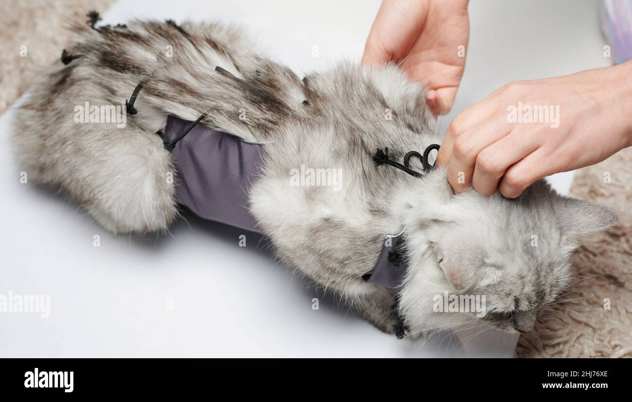 Medico mani fissaggio bendaggio su gatto isolato in studio sfondo Foto  stock - Alamy