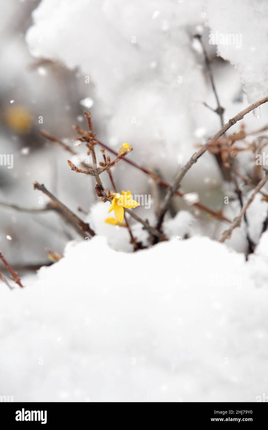 I fiori della forsithia trasmettono la notizia dell'inverno nevoso e della primavera Foto Stock