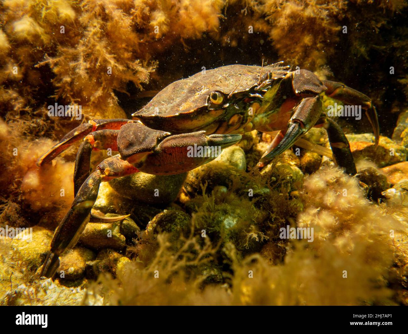 Un granchio tra alghe e pietre. Immagine dal suono, tra Svezia e Danimarca Foto Stock