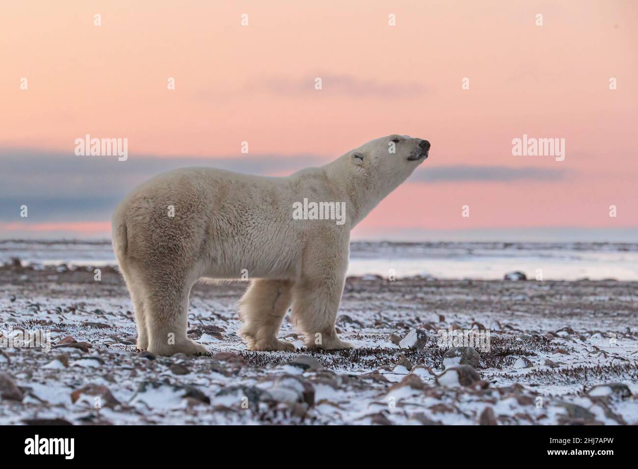 L'orso polare annusa l'aria sulla tundra Foto Stock