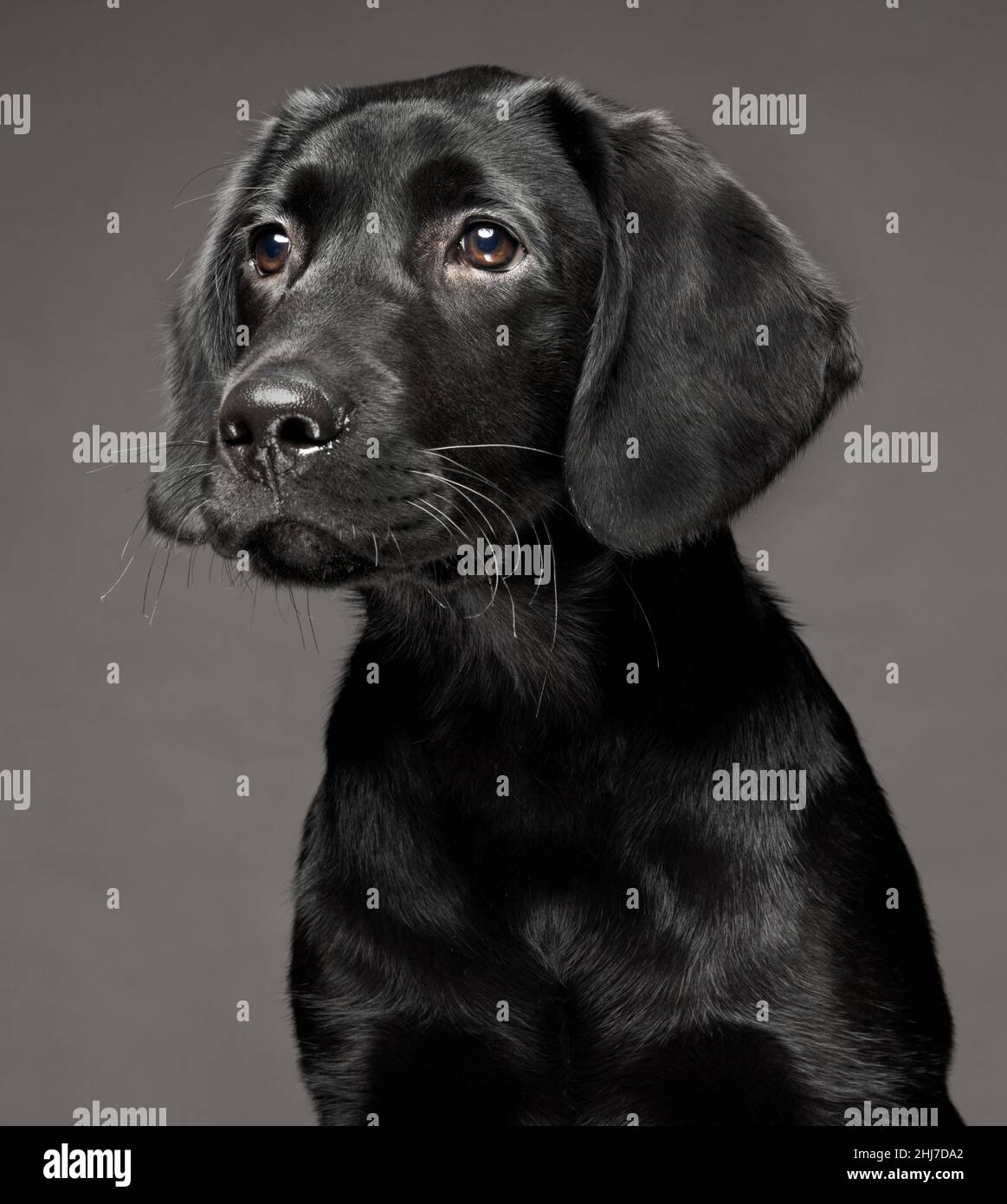 Colpo di testa di un cucciolo nero Labrador di 4 mesi di 16 settimane isolato su sfondo grigio scuro. Foto Stock