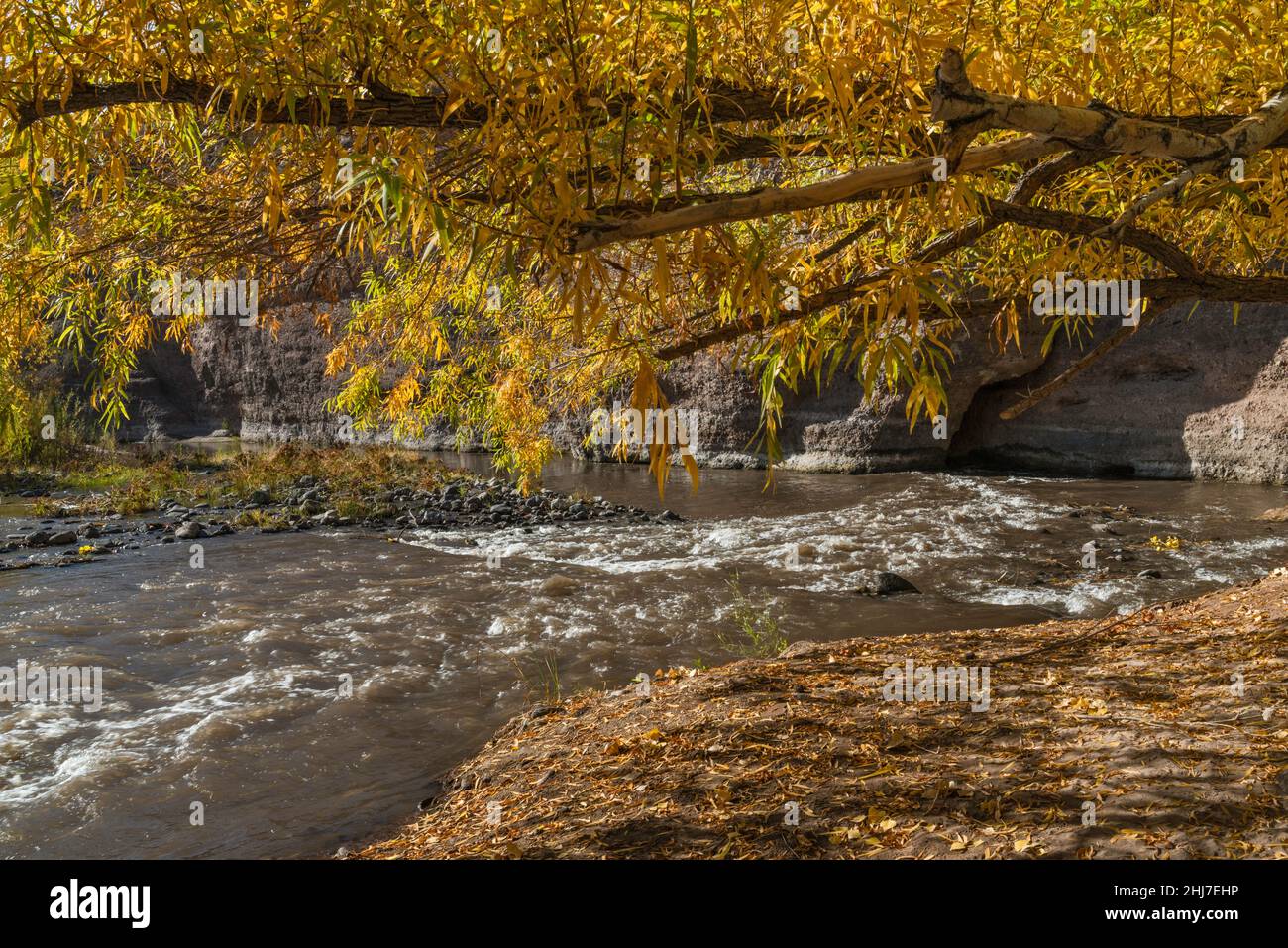 Gila River, Gila Box River Trail, vicino a Serna Cabin e Bonita Creek confluenza, Gila Box Riparian National Conservation Area, vicino a Safford, Arizona Foto Stock