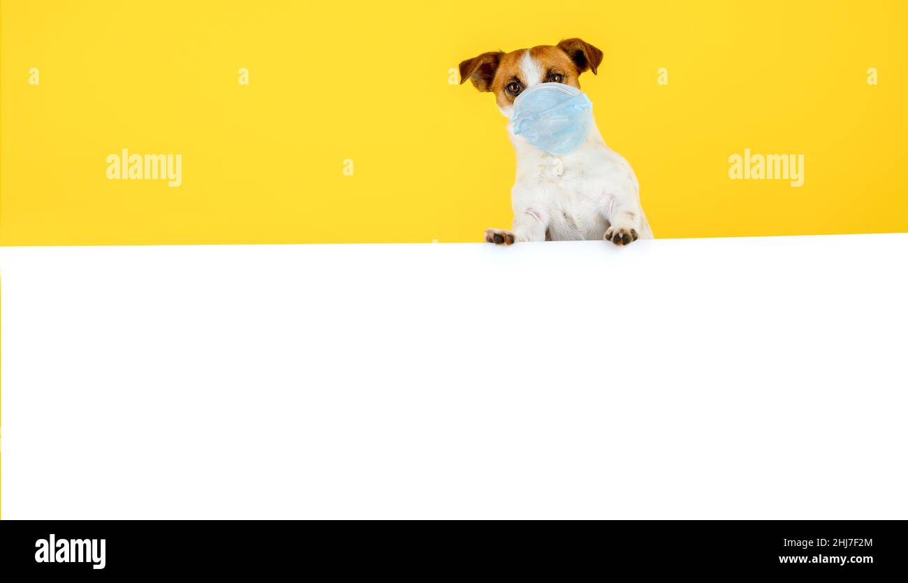 Cane con bandiera. Il cane divertente Jack Russell Terrier in una maschera medica si spazza da dietro un poster bianco Foto Stock