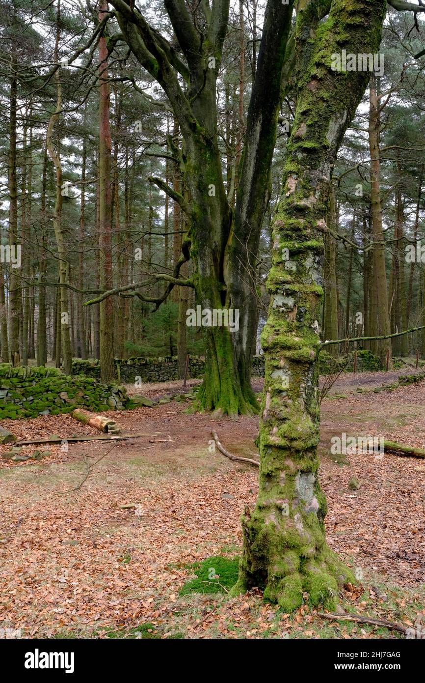 Le radici e gli alberi secolari segnano il percorso fino a Win Hill nel Peak District del Derbyshire Foto Stock