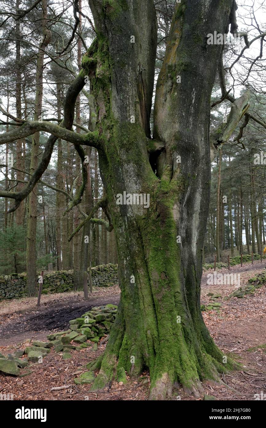 Le radici e gli alberi secolari segnano il percorso fino a Win Hill nel Peak District del Derbyshire Foto Stock