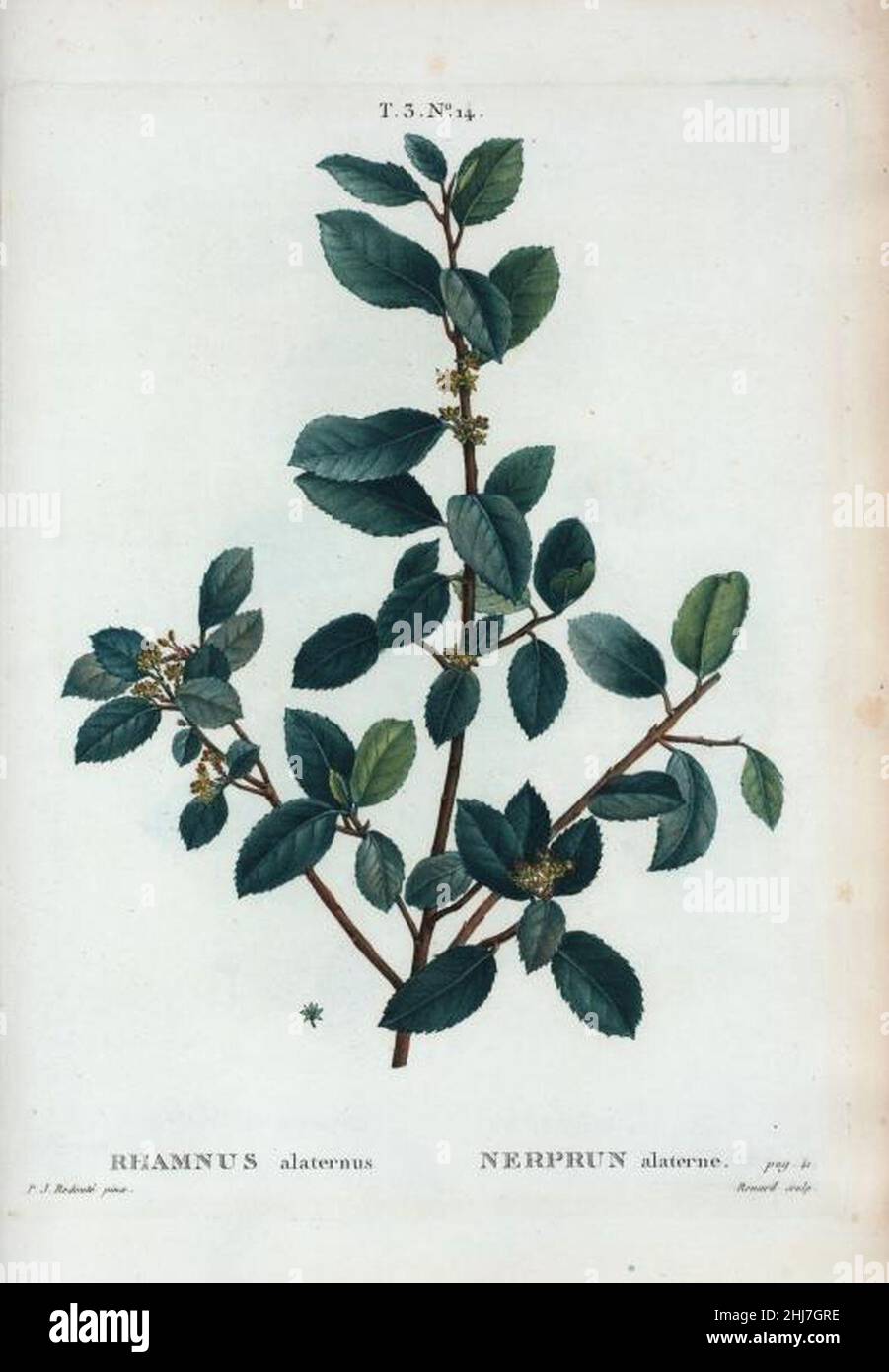 T3 14 Rhamnus alaternus par Pierre-Joseph Redouté. Foto Stock